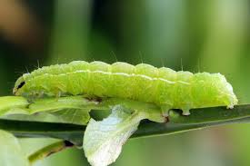 Image result for Autographa excelsa