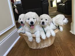 See more of golden retriever puppies for sale on facebook. Upcountry Goldens Home