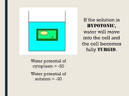 When the solutions have different concentration of solutes then. Osmosis And Water Potential Ppt Download