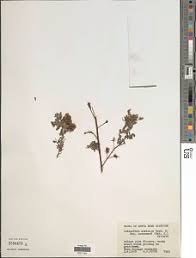 Image result for Indigofera bainesii