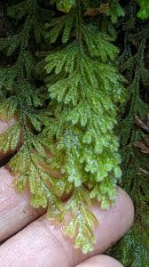 Image result for Hymenophyllaceae