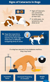 We did not find results for: Cataract In Dogs Mypet Veterinary Services Facebook
