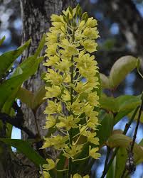 Image result for Heterotis canescens