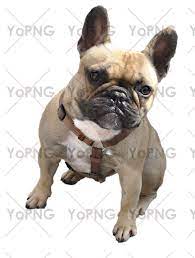 Bull Dog Png Image Free Download For Design Png Images Bulldog Dogs