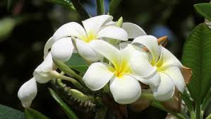 How To Grow Tropical Frangipani In New Zealand Stuff Co Nz