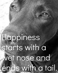 Pin By Dog Fashion On Labrador Love Dog Quotes Dog Love Dogs
