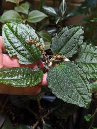 Image result for Calvoa orientalis