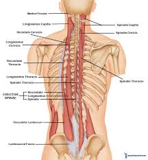 Lower left back pain can stem from a range of issues, including problems affecting internal organs and musculoskeletal injuries or conditions. Lower Back Anatomy Organs Anatomy Drawing Diagram