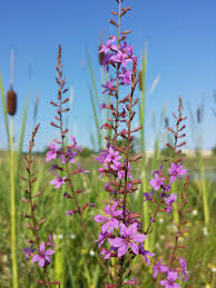 Image result for Lythrum