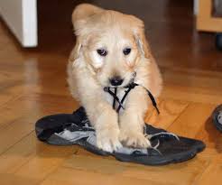 Hi, ich bin am überlegen ob ich mir einen hund zulege. Vollzeit Arbeit Und Hund Tierfreund