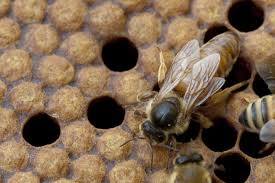 Api: una vita da regina