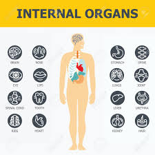 Jetzt die vektorgrafik menschliche innere organe anatomievektor herunterladen. Innere Organe Festgelegt Medizinische Infografik Icons Menschliche Organe Korper Anatomie Ikonen Der Inneren Menschlichen Organe Flache Bauweise Innere Organe Symbole Innere Organe Symbole Kunst Lizenzfrei Nutzbare Vektorgrafiken Clip Arts