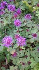Image result for Trifolium baccarinii