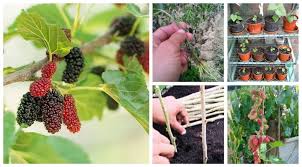 Simpul2 campak2 je dlm periukk. Mudah Tanam Buah Daun Semua Boleh Makan Ini 8 Kelebihan Mulberi Yang Buat Kita Nak Ada Sepokok Di Rumah