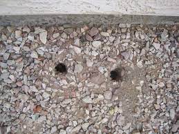 Grubs feed on the roots of mexican palo verde and other nonnative trees and shrubs. What Made These Holes In The Ground