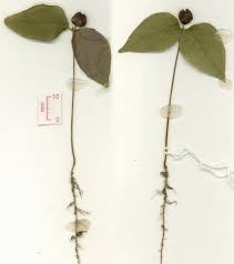 Image result for Myrianthus