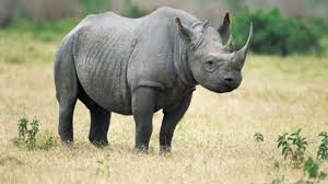 لقب ثاني يطلق على وحيد القرن. Zdfe4v 6j7vrkm