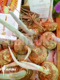 Image result for Sauromatum venosum