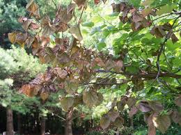 Here is the uc page with some additional redbud information, although you will notice that the leaf they show is the western variety which is a little different. Redbud Tree Problems