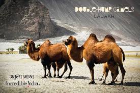 Two humped bactrian camel is a rare animal found only in central asia and ladakh region in india. Facebook