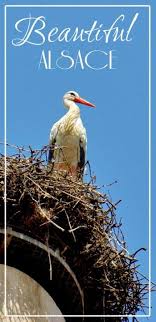 Maybe you would like to learn more about one of these? Pourquoi La Cigogne En Alsace Est Un Symbole
