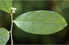 Image result for Dichapetalaceae