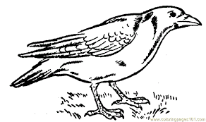 Crows come in quite different colors. Crow Bird Coloring Page Free Coloring Library