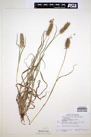 Image result for Cenchrus geniculatus