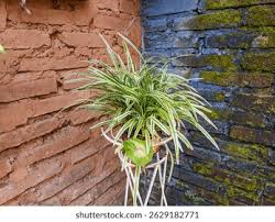 Image result for Chlorophytum macrorrhizum
