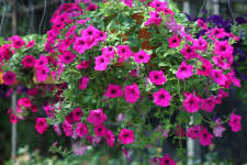 Avoid locations where water tends to collect after rain. Hanging Baskets Better Pets And Gardens