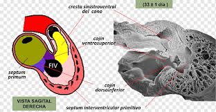 The heart is the first functional organ in vertebrate embryos, and in the human, beats spontaneously around week 5 of development. Cushion Embriologia Humana Embryology Heart Development Throw Pillows Medio Corazon Heart Shoe Animal Png Pngwing
