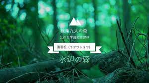 篠栗九大の森 落羽松 ラクウショウ youtube 九大の森 森 北アメリカ