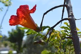 Image result for Fernandoa magnifica