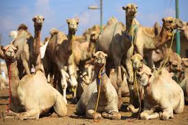 Apply now to over 5300 jobs in saudi arabia and make your job hunting simpler. Camels Involved In 97 Of Saudi Traffic Accidents Arabianbusiness