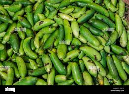 Image result for Coccinia