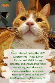 Pin On Natural Pet Products