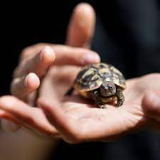Meanwhile, the eastern subspecies reaches a full size of about 11 inches. A Guide To Caring For Hermann S Tortoises As Pets