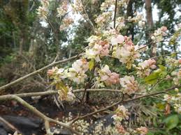 Image result for Micklethwaitia