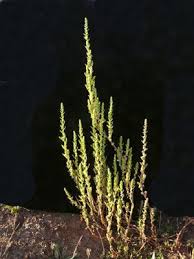 Image result for Dysphania pumilio