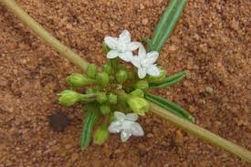 Image result for Gisekia africana