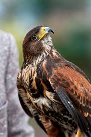 winged predators