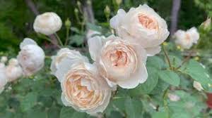 Check spelling or type a new query. David Austin Rose Desdemona 3rd Year
