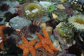 Tide Pool Animals Sea Animals In Tidepool In Pacific Ocean Affiliate Animals Pool Tide Sea Ocean Ad Tide Pools Pool Art Tidal Pool