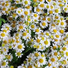 Image result for Matricaria