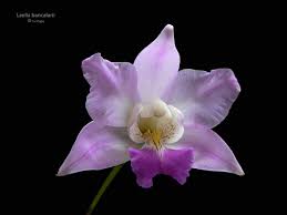 Laelia Crawshayana Syn Laelia X Bancalarii Par Denis M Orchidaceae Garden Flowers