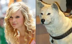 16 People Who Look Exactly Like Taylor Swift Celebrity Dogs Dogs Funny Pictures
