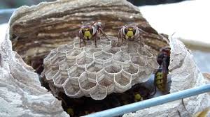 Se débarrasser des frelons naturellement. Lutte Contre Les Guepes Et Frelons Ma Passion Du Verger