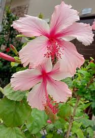Image result for Hibiscus platycalyx