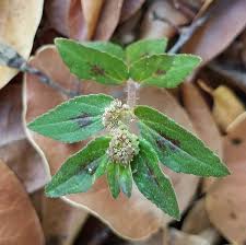 Image result for Euphorbia hirta