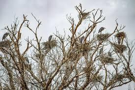 • tres rios cws is approx. Great For Birders And Hikers Review Of Tres Rios Wetlands Phoenix Az Tripadvisor